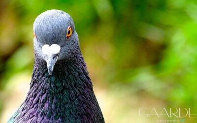 Rens af dueekskrementer